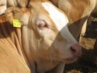 Kurse, Ranchcuttings und Rindertage. Kurs mit Pete Gorell dem